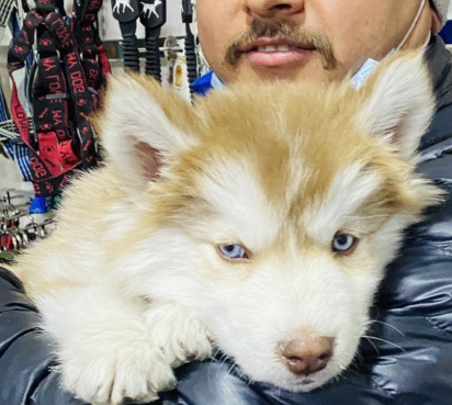 barber with dog