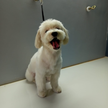 🐾 A Pet Parent’s Guide to Professional Grooming in Kathmandu