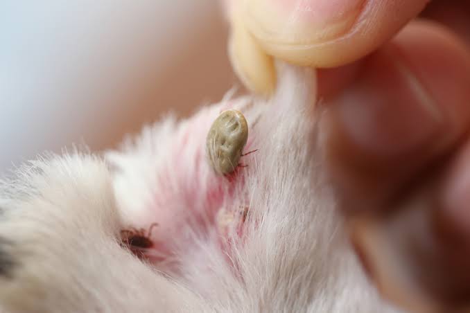 Flea & Tick Treatment | Monsoon Pet Care | Grooming Ghar Studio