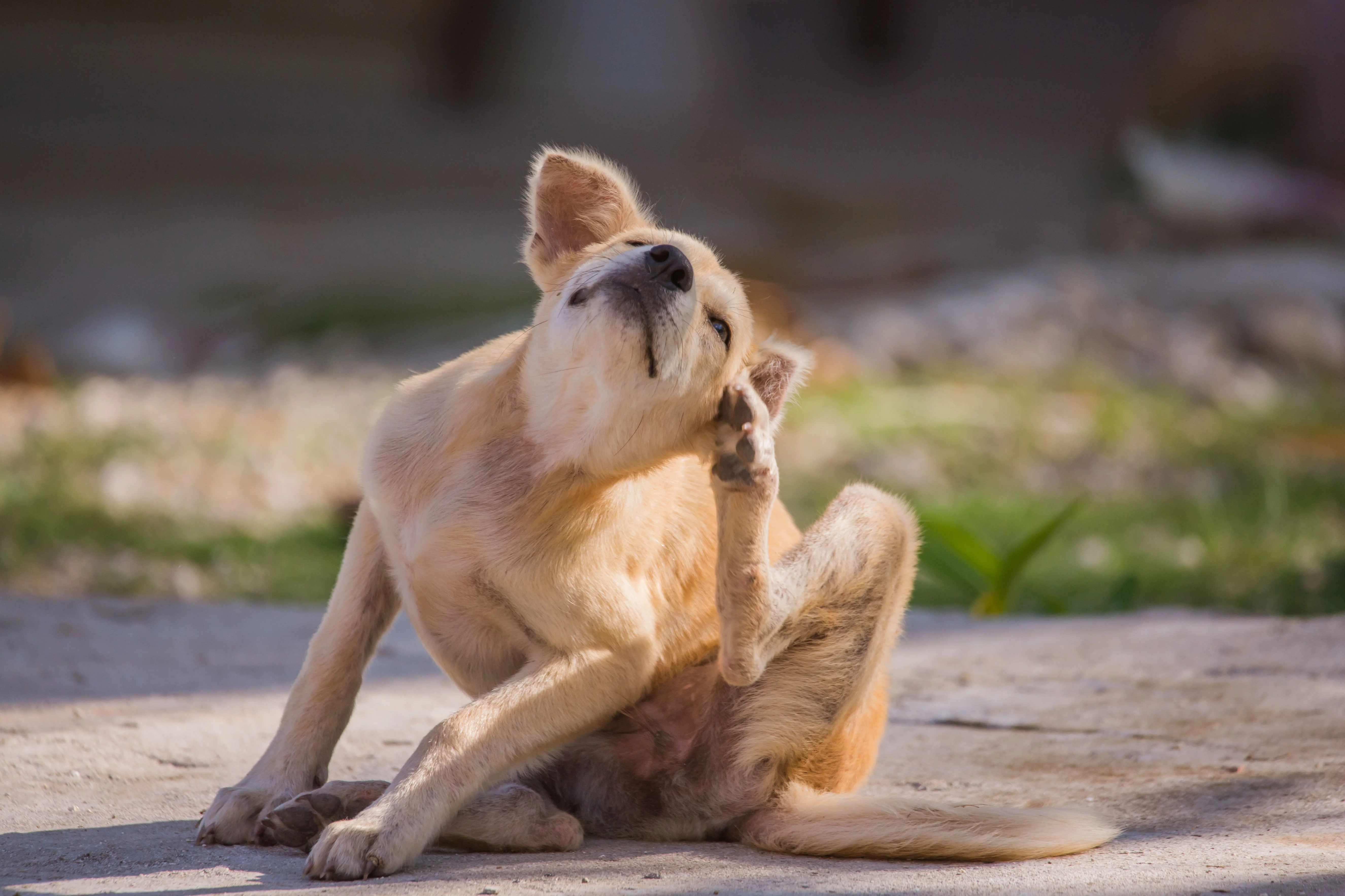Common Dog Skin Problems in Kathmandu: What Every Dog Owner Should Know About Healthy Skin