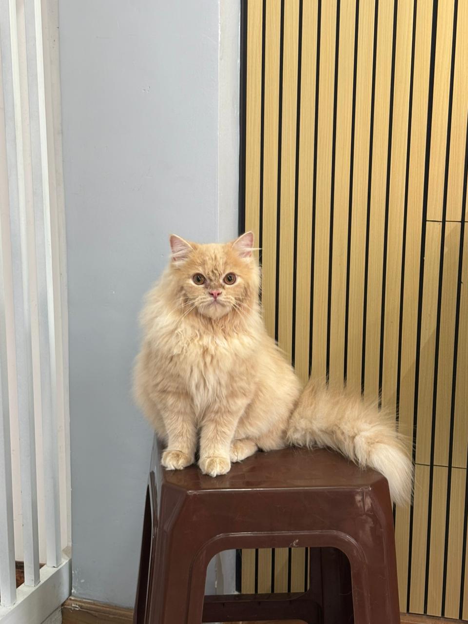 Persian Cat
