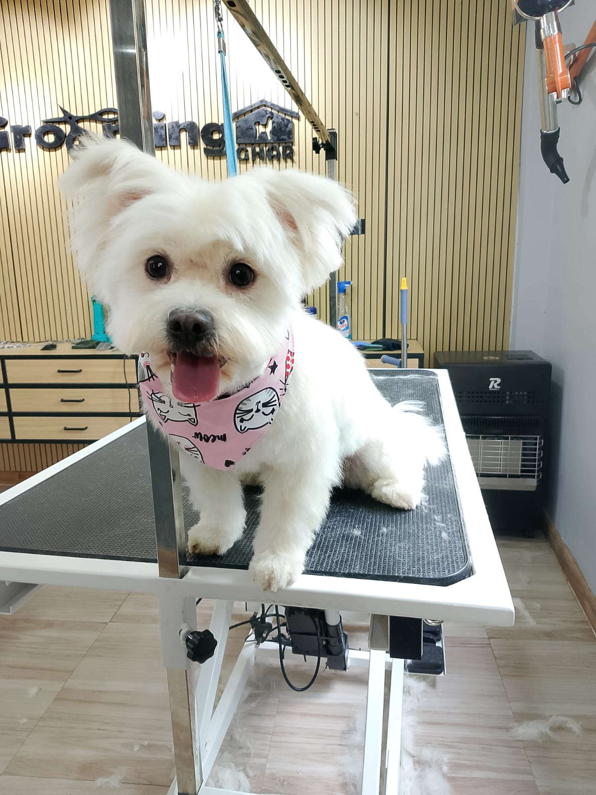 Maltese