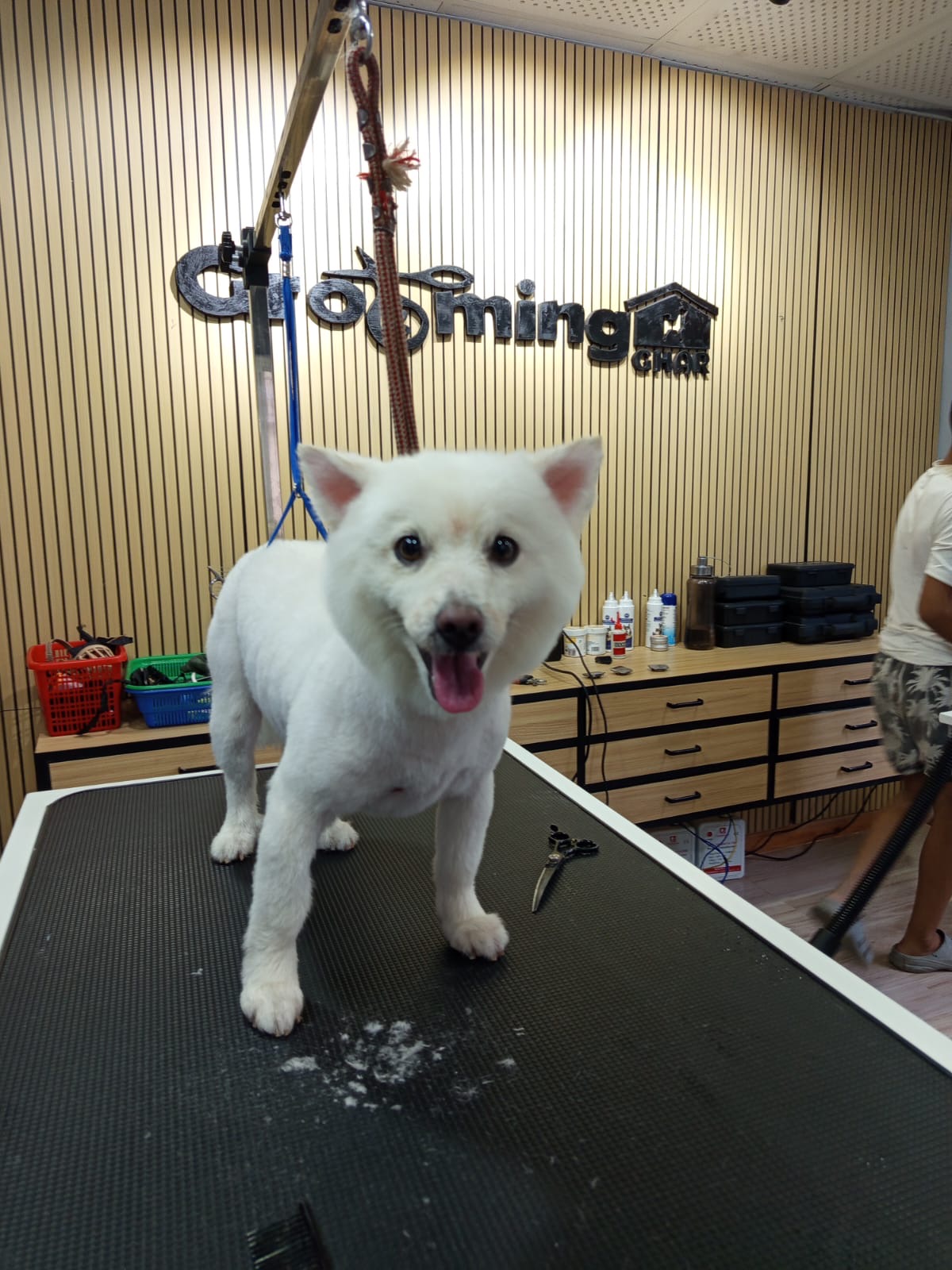 Japanese Spitz