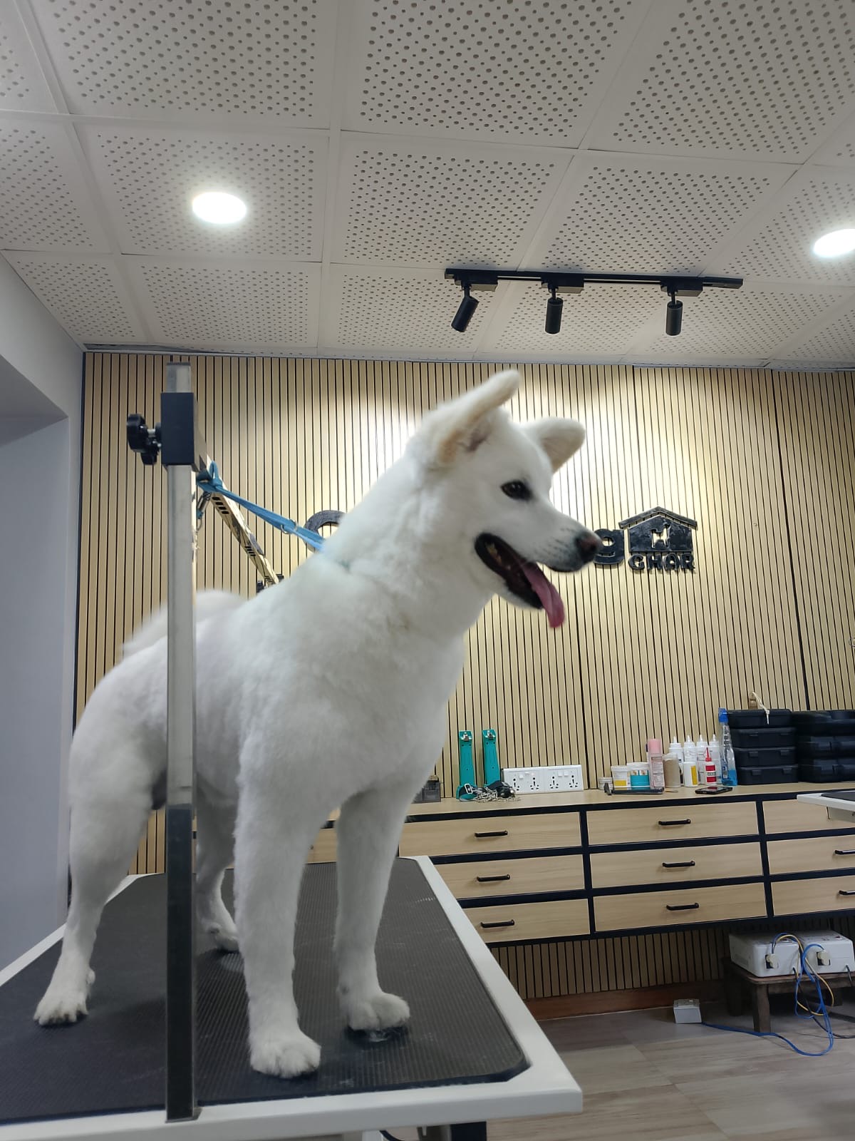 Japanese Spitz