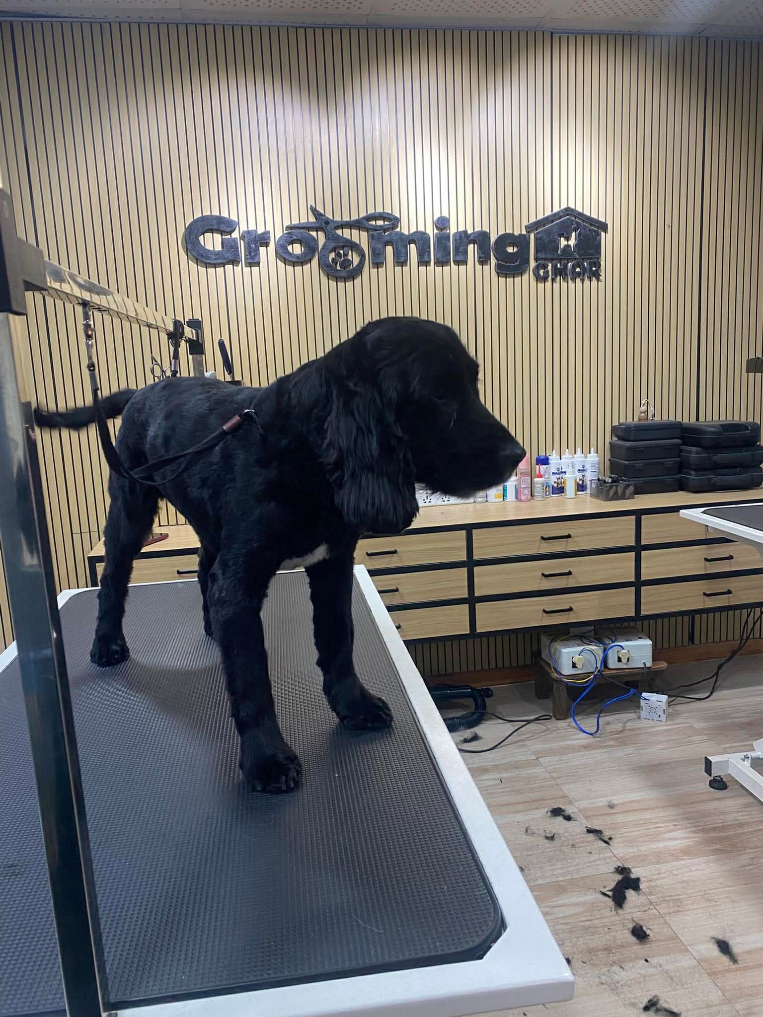 Cocker Spaniel