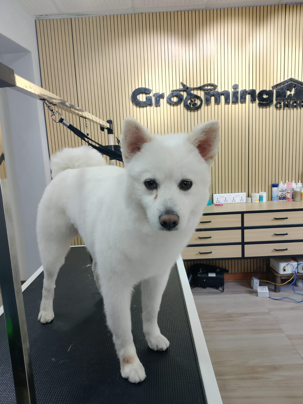 Japanese spitz