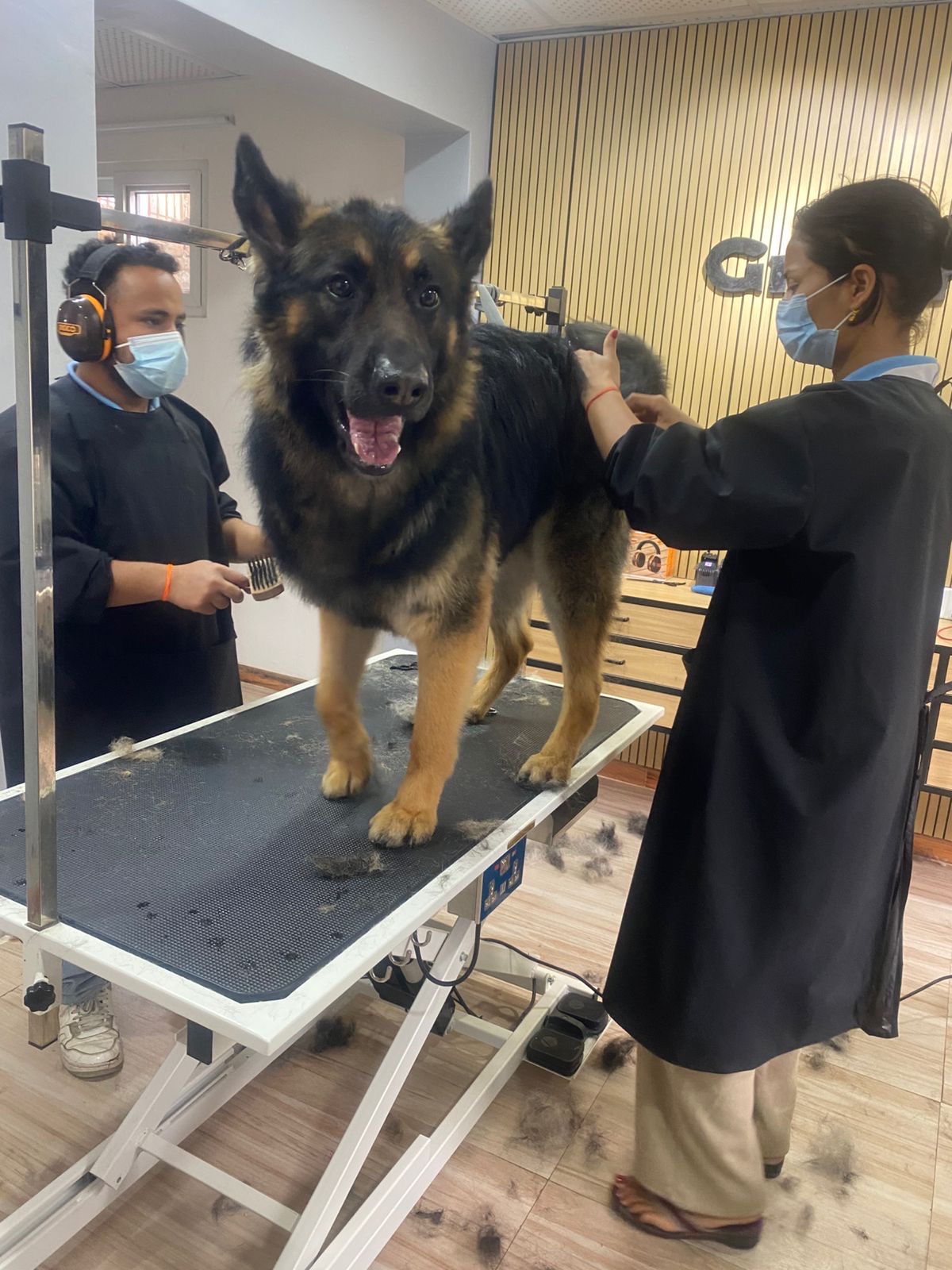 German shepherd