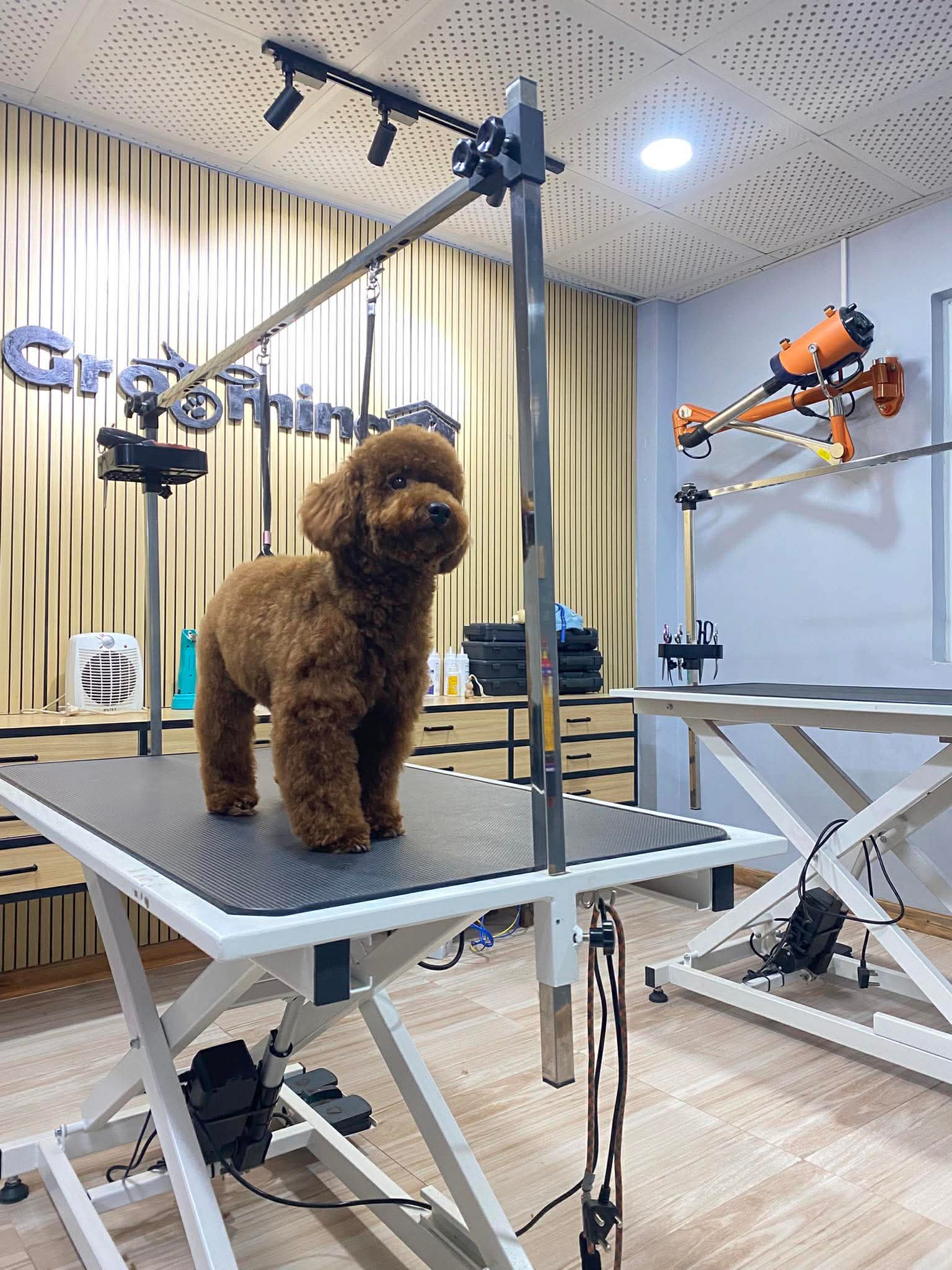 Poodle