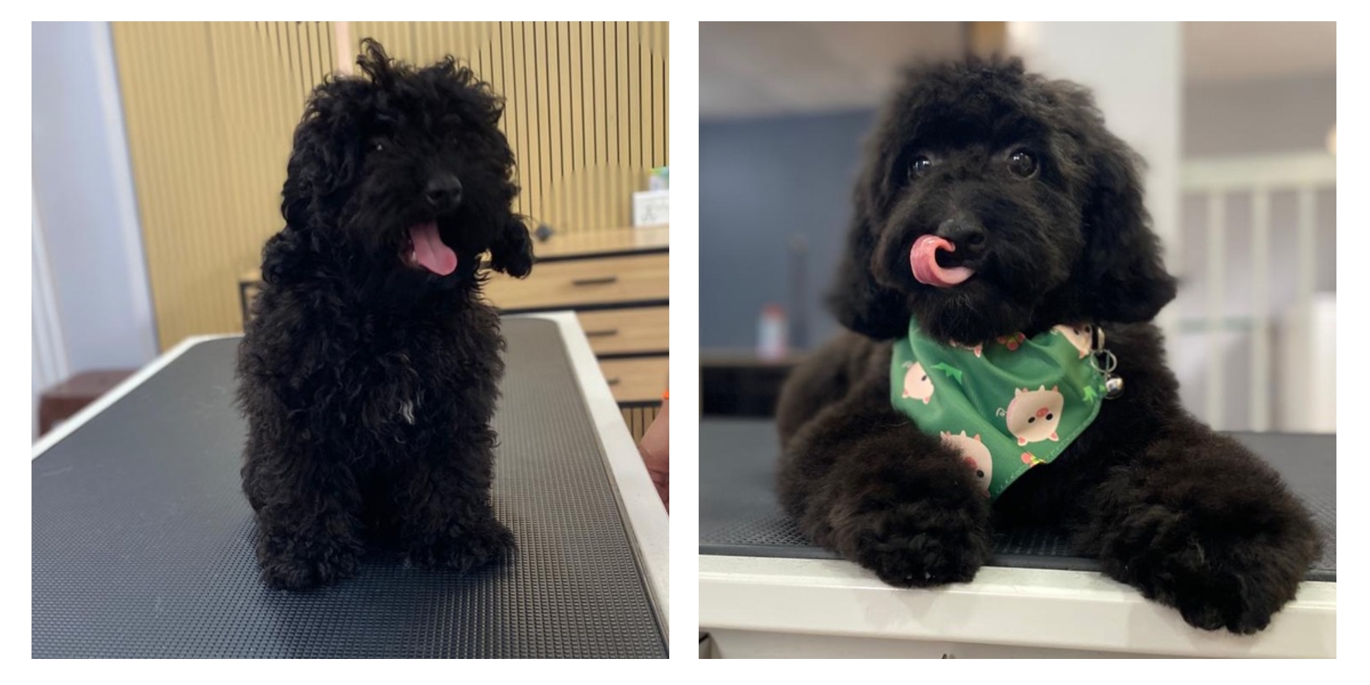 Black Poodle