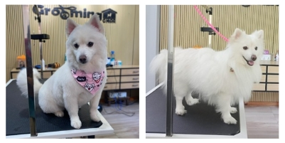 Japanese Spitz