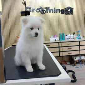 Puppy’s First Grooming Session